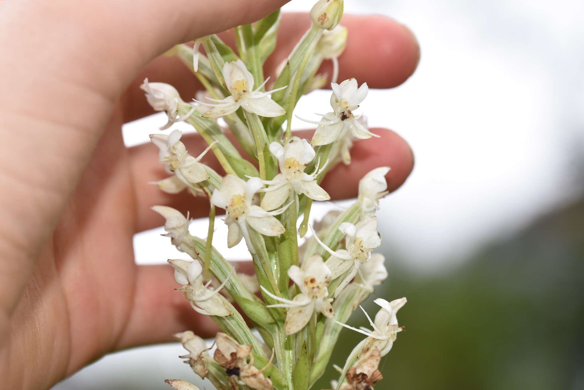 Image of Tropical False Rein Orchid