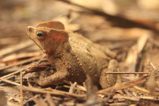 Image of Rhinella dapsilis (Myers & Carvalho 1945)