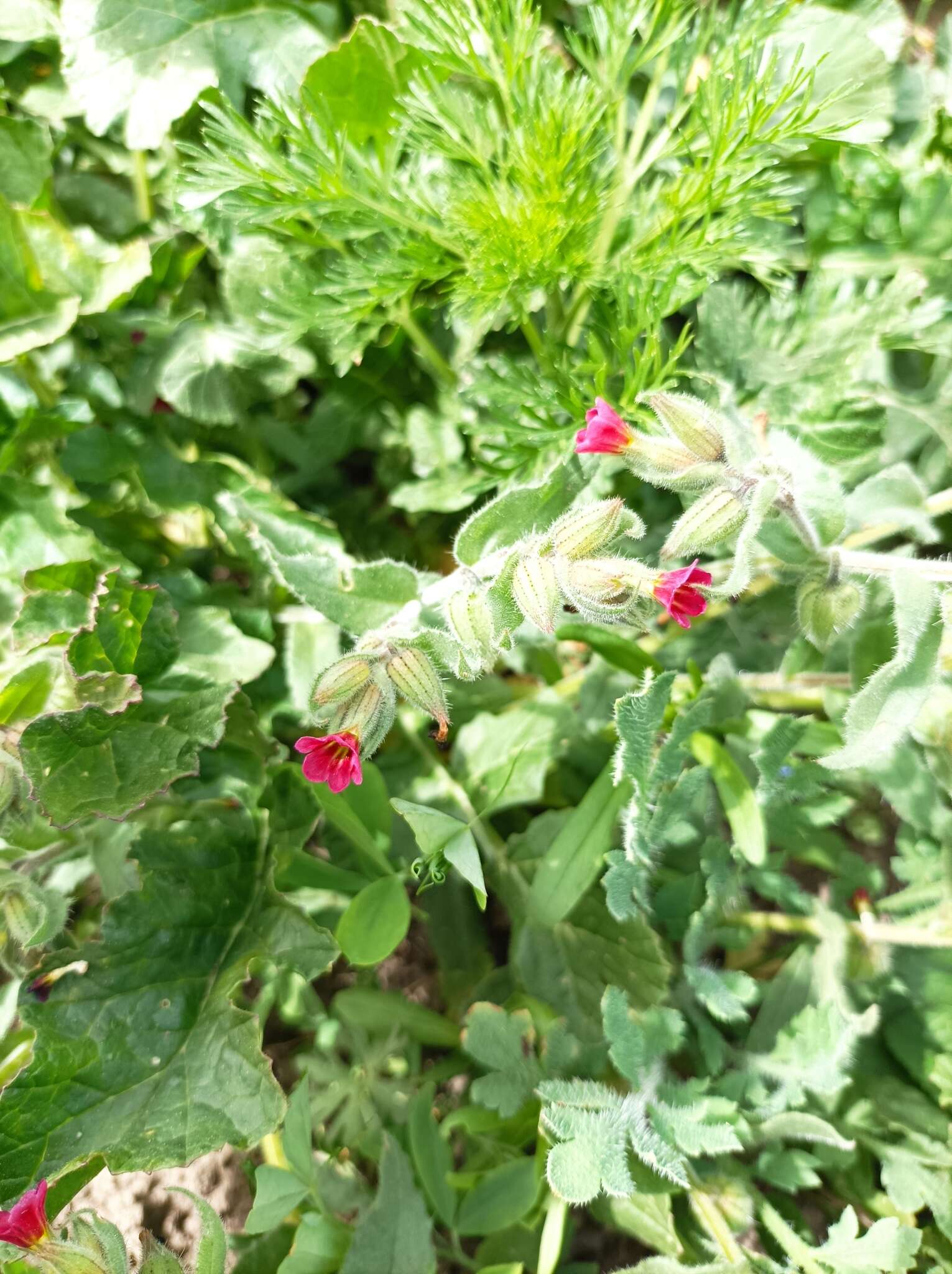 Image of rose monkswort