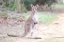 Image of kangaroo