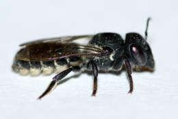 Image of Bellflower Resin Bee
