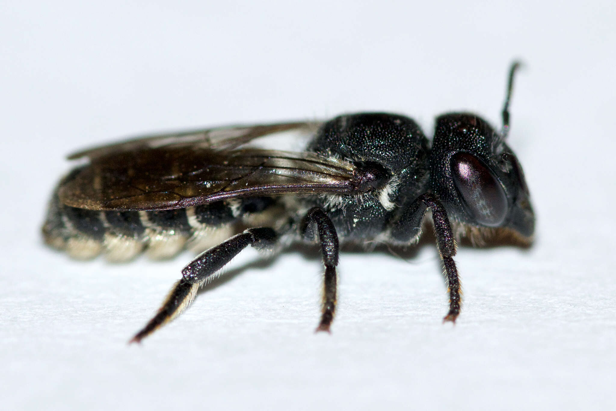 Image of Bellflower Resin Bee