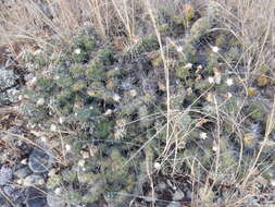 Image of Brittle Cactus