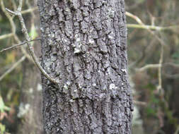 Image of Turkey Oak