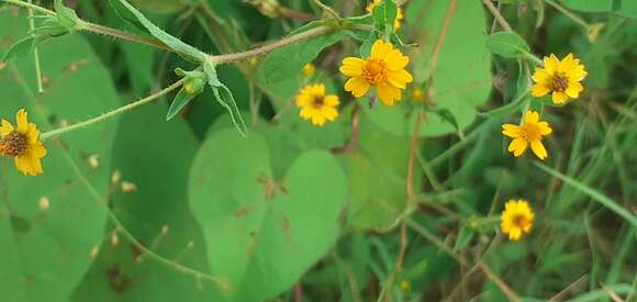 Image of Melampodium gracile Less.