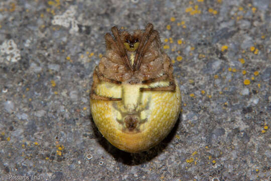 Image of Colaranea verutum (Urquhart 1887)