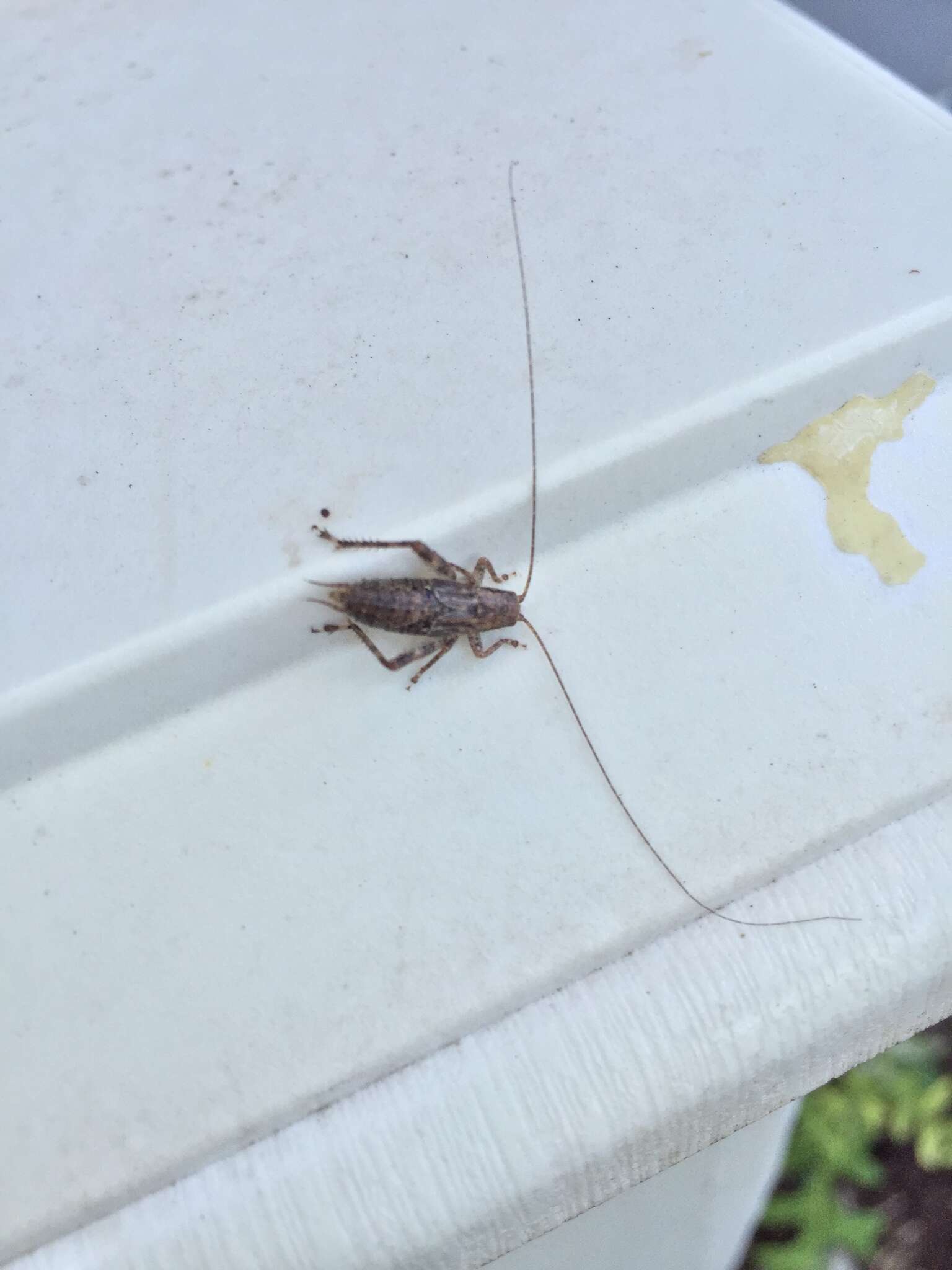 Image of Jumping Bush Cricket