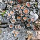 Image of physma lichen