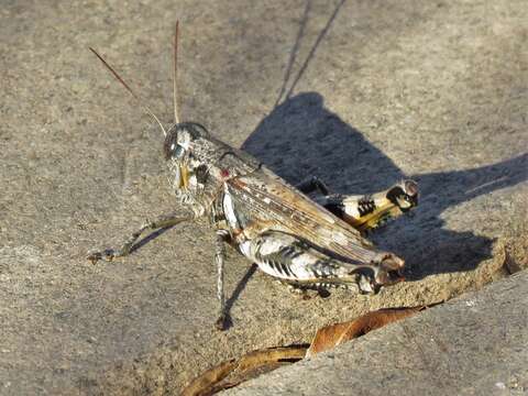 Melanoplus ponderosus (Scudder & S. H. 1875)的圖片