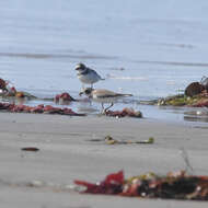 Image of Semipalmated Plover