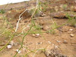 Image of Asparagus pearsonii Kies