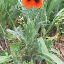 Image of Papaver dubium subsp. stevenianum (Mikheev) Kubat & Siposova