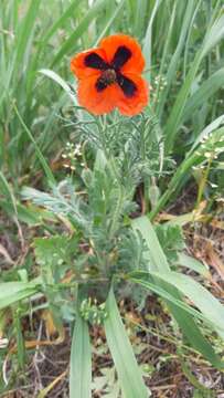 Image of Papaver dubium subsp. stevenianum (Mikheev) Kubat & Siposova