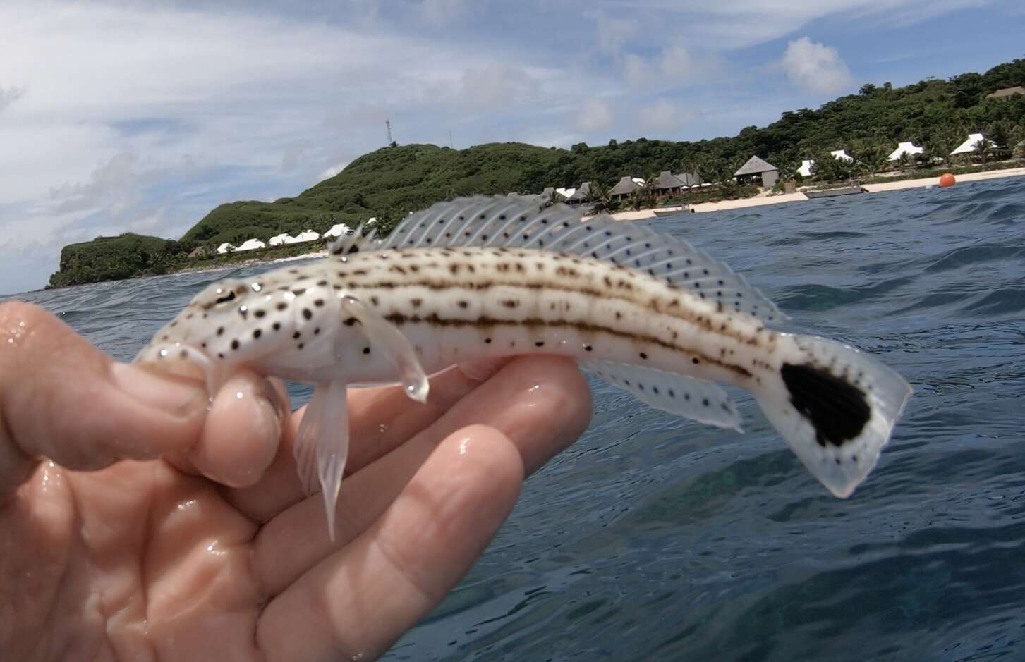 Image of Parapercis xanthogramma Imamura & Yoshino 2007