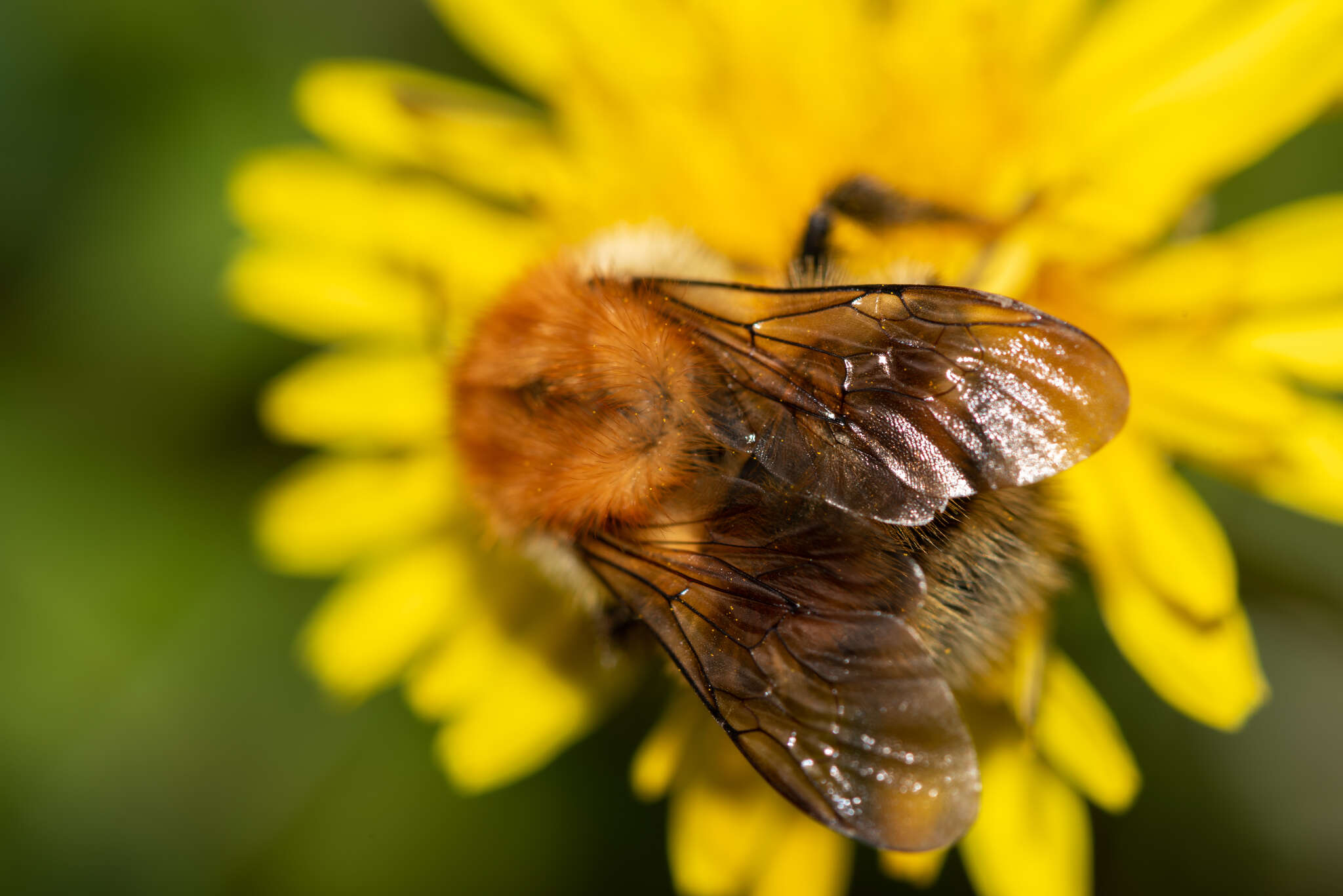 Image of Schrenck's Bumble Bee