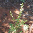 Image of Salvia runcinata L. fil.