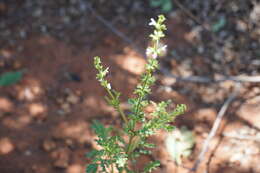 Image of Salvia runcinata L. fil.