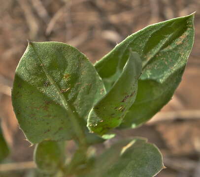 صورة Barleria argillicola Oberm.