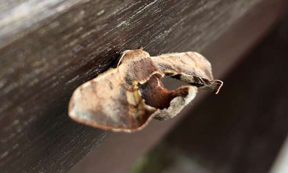 Image of Triuncina brunnea (Wileman 1911)