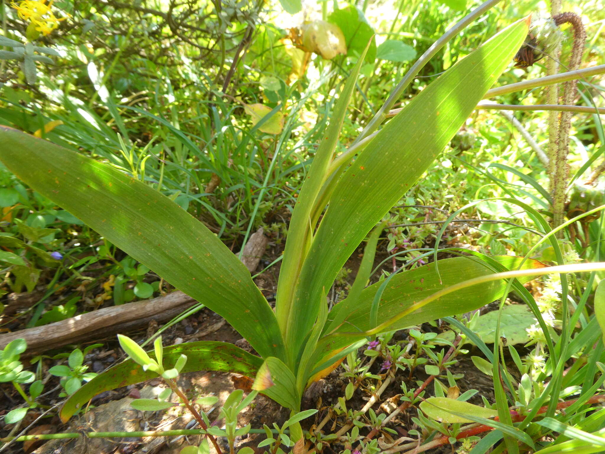 Image of Tritonia deusta subsp. deusta