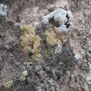 Image of desert sulphur lichen