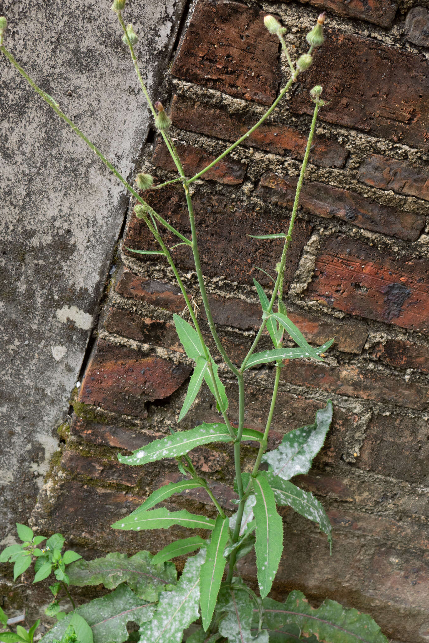 Plancia ëd Sonchus wightianus DC.