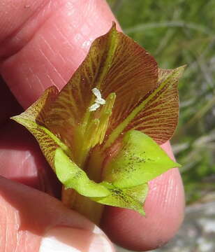 Imagem de Gladiolus fourcadei (L. Bolus) Goldblatt & M. P. de Vos