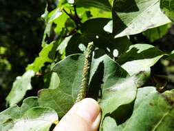 Image of Kawakawa looper moth