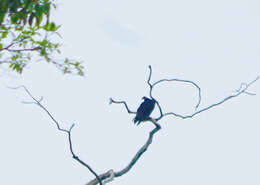 Image of Greater Yellow-headed Vulture