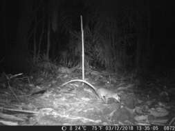 Image of brown four-eyed opposum