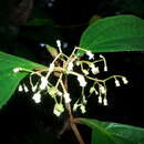 Plancia ëd Miconia aguilarii (Kriebel & Almeda) Gamba & Almeda