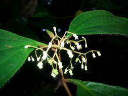 Plancia ëd Miconia aguilarii (Kriebel & Almeda) Gamba & Almeda