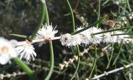 Image of Hypocalymma angustifolium Schau.