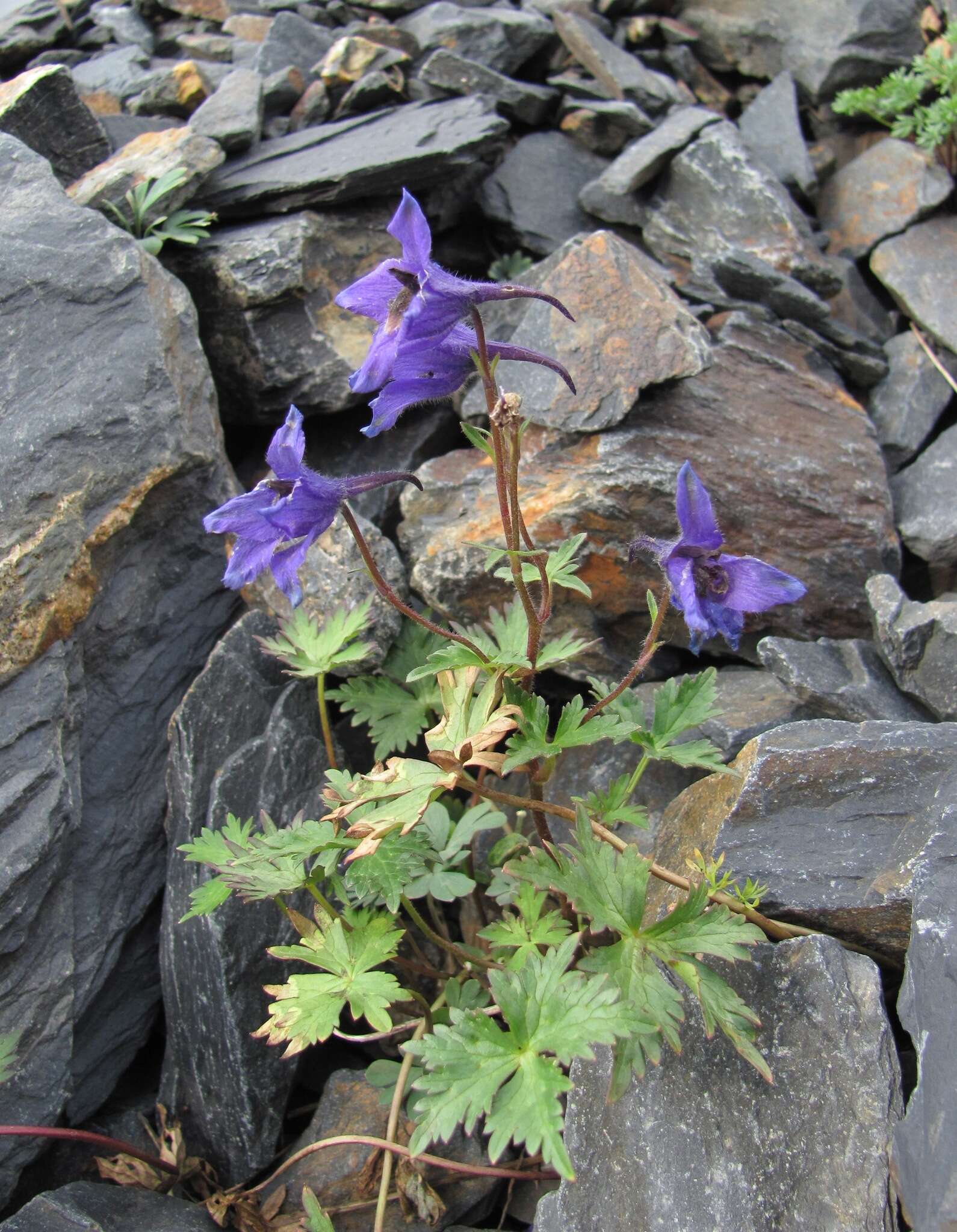 Image of Delphinium caucasicum C. A. Mey.