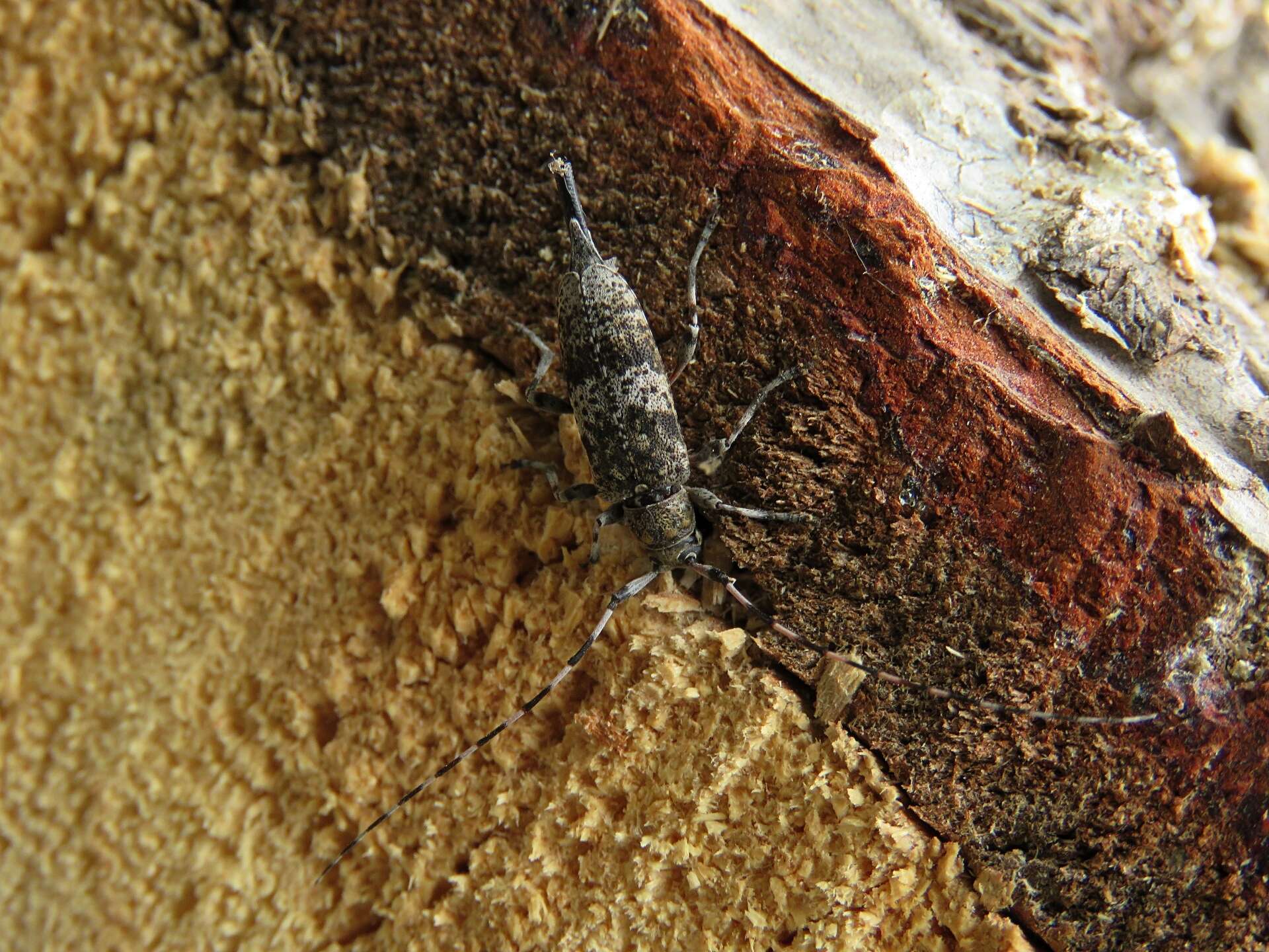 Image of Acanthocinus griseus (Fabricius 1793)