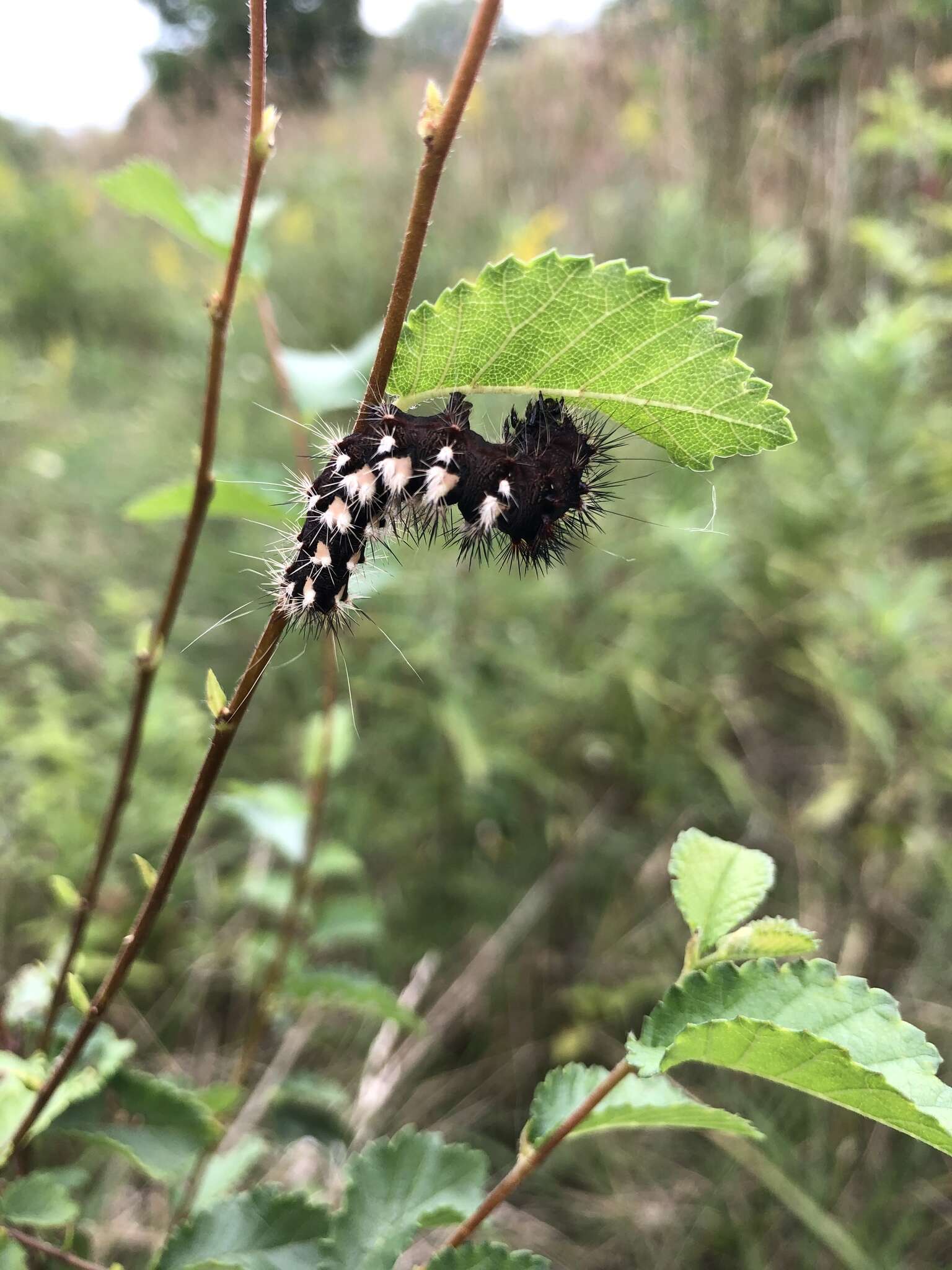 Image of Long-winged Dagger Moth