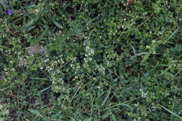 Image of spreading bedstraw