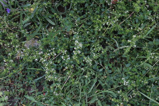 Plancia ëd Galium humifusum M. Bieb.