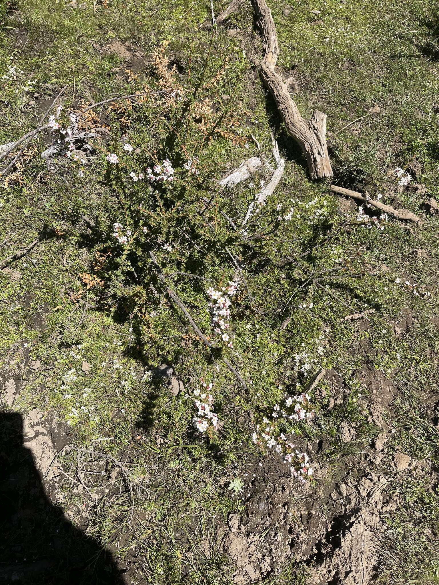 Escallonia virgata (Ruiz & Pavón) Pers. resmi