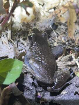 Arthroleptis poecilonotus Peters 1863的圖片