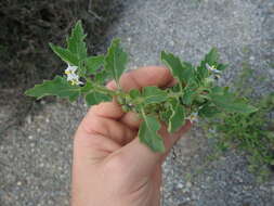 Image of Solanum physalifolium var. nitidibaccatum (Bitter) J. M. Edmonds