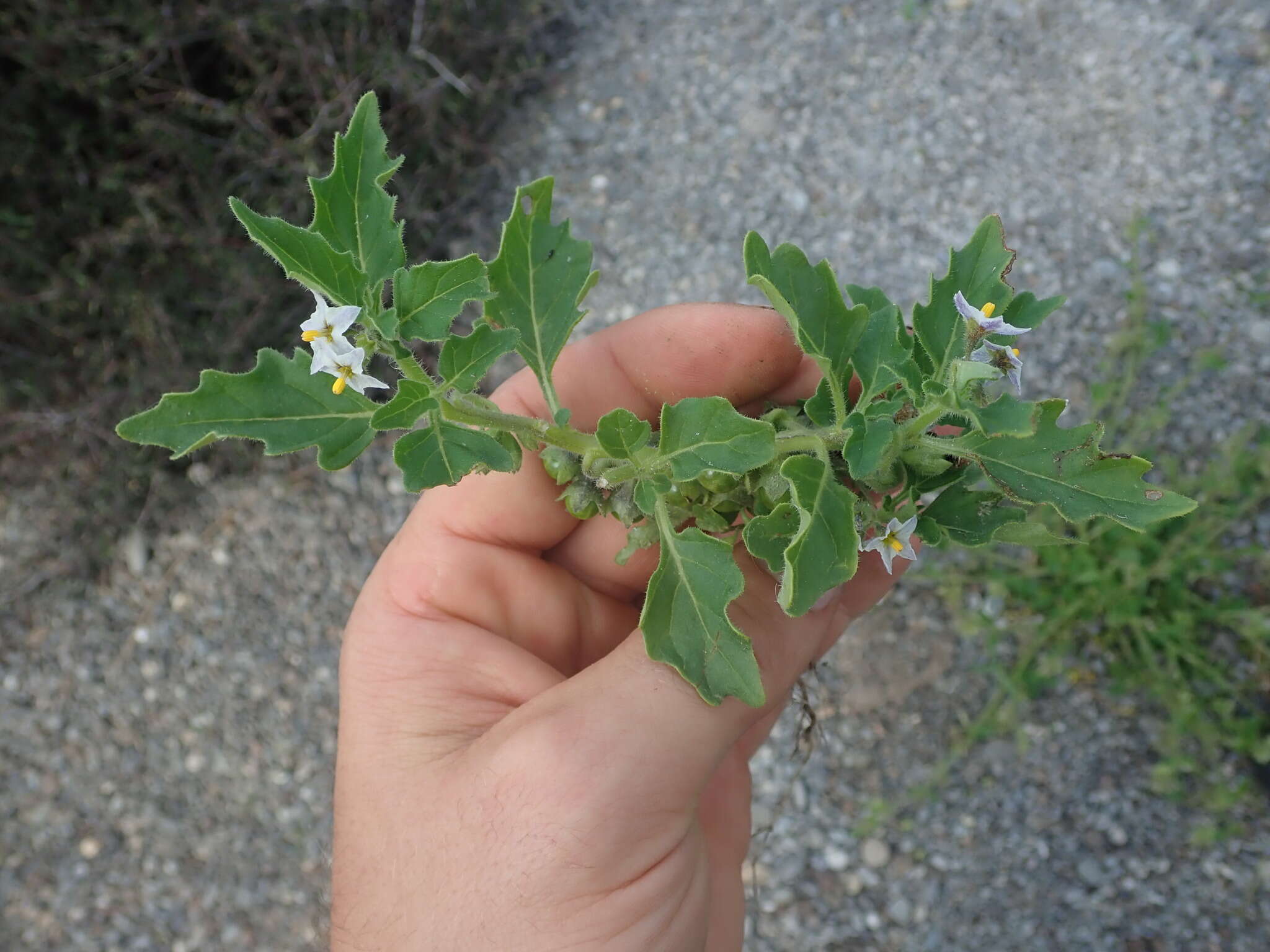 Image of Solanum physalifolium var. nitidibaccatum (Bitter) J. M. Edmonds