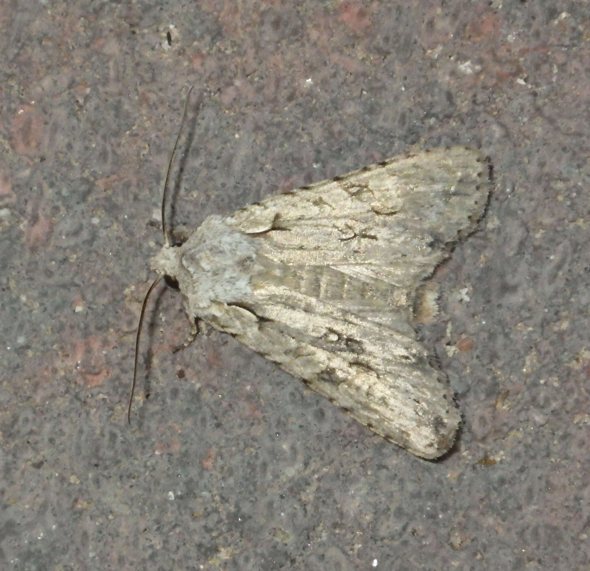 Image of grey shoulder-knot