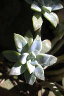 Image of Graptopetalum paraguayense (N. E. Brown) Walther