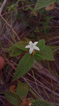 Image of Sabicea acuminata Baker