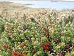 Image of Gaultheria pumila (L. fil.) D. J. Middleton