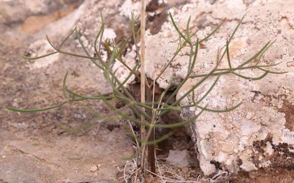 Image of Annesorhiza lateriflora