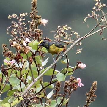 Image of Fulvous-vented Euphonia