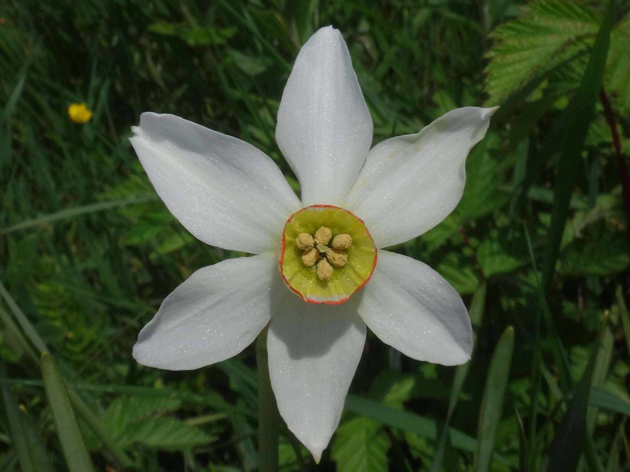 Imagem de Narcissus poeticus subsp. radiiflorus (Salisb.) Baker