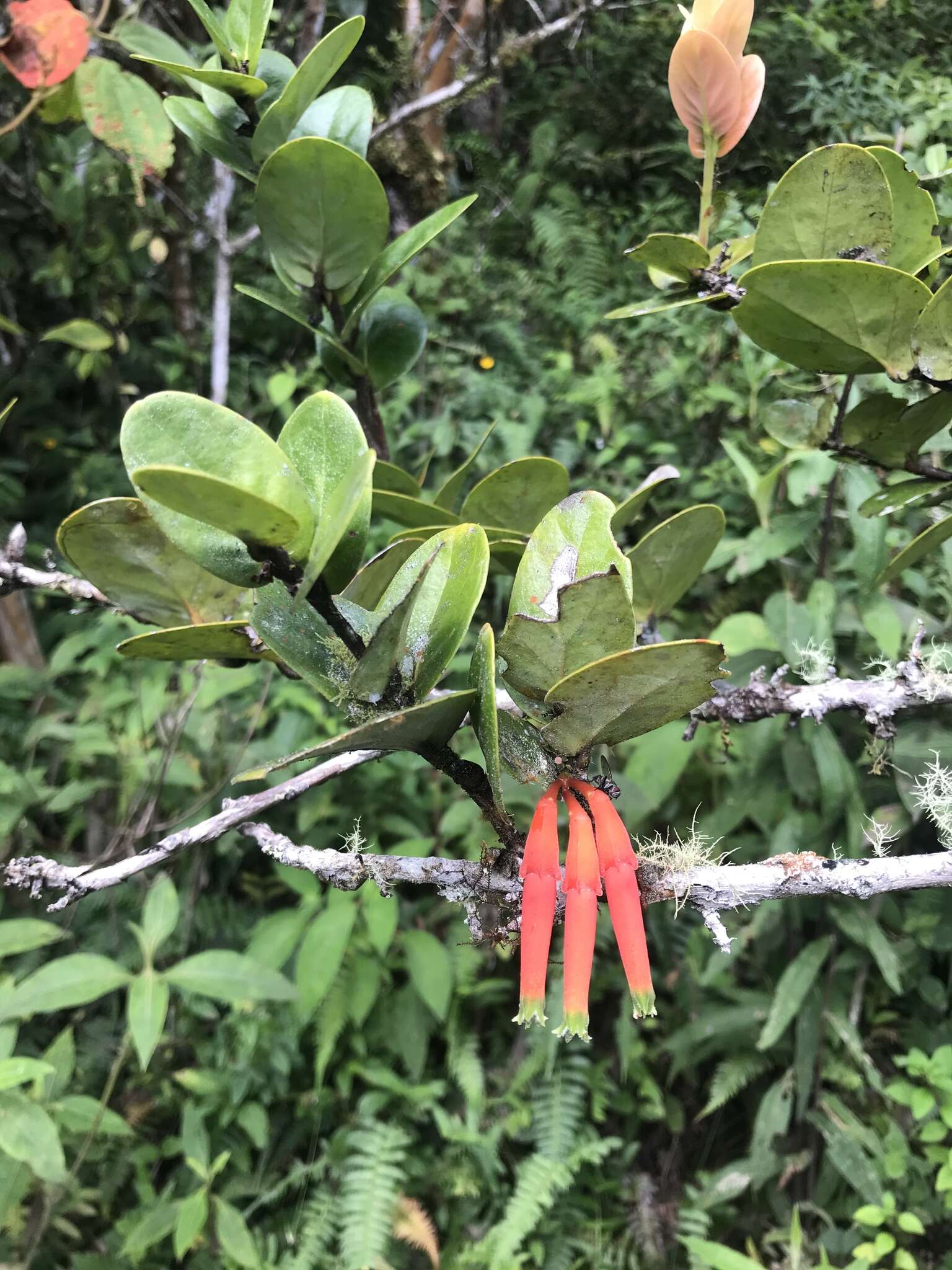 Image of Macleania smithiana J. L. Luteyn